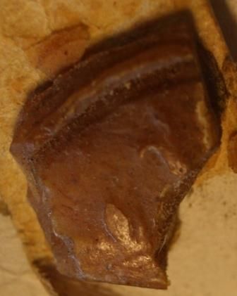 Vestige du contre-sceau rond.